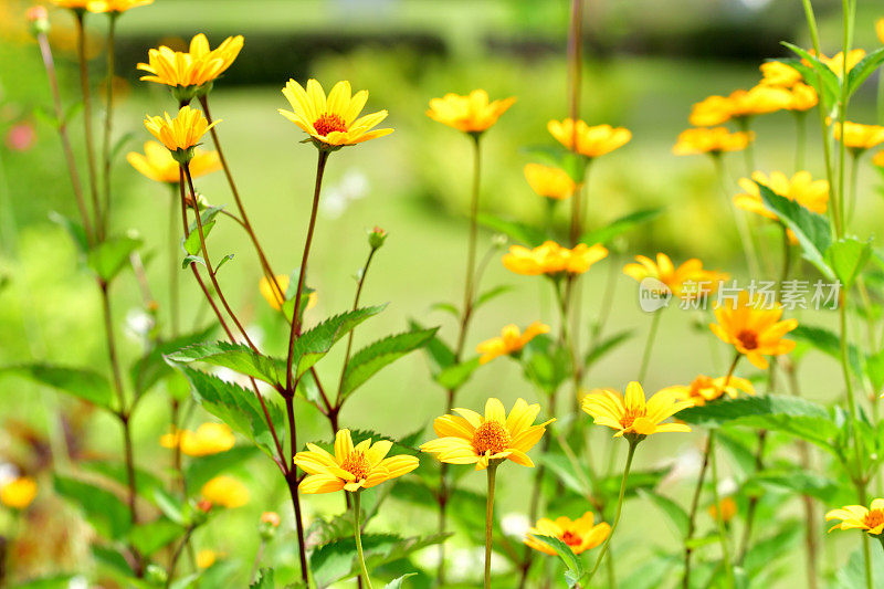 Heliopsis helianthides / Oxeye雏菊花